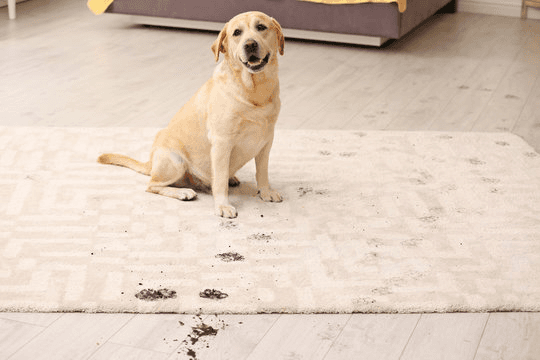 Pet Stain & Odor Removal
